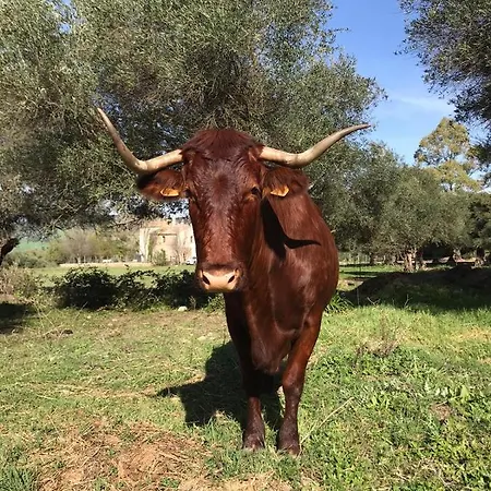 El Vihuelo El Bosque (Cadiz)