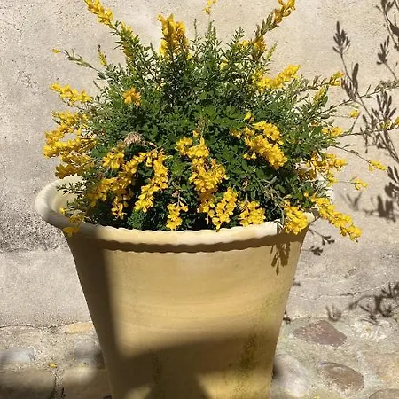 El Vihuelo 3*