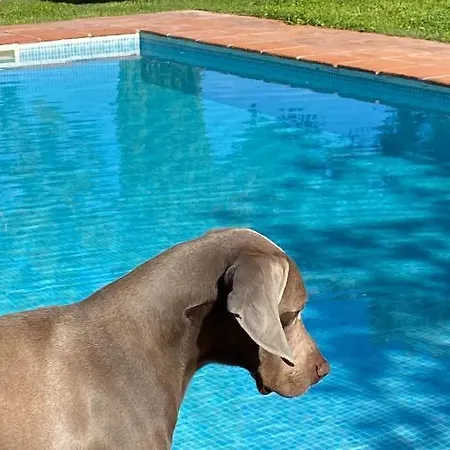 El Vihuelo
